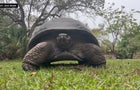 Galpagos-Tortoise-Cold-Precautions.jpg 