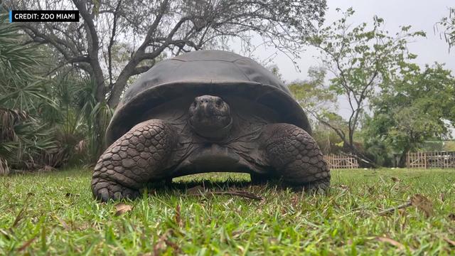 Galpagos-Tortoise-Cold-Precautions.jpg 