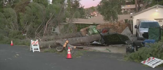 Gusty Santa Ana Winds Topple 2 Trees On Same Sylmar Property 