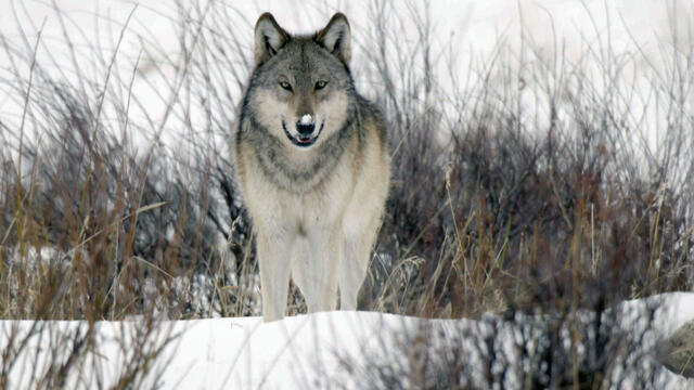 0130-60minutes-whitaker-wolves-884237-640x360.jpg 