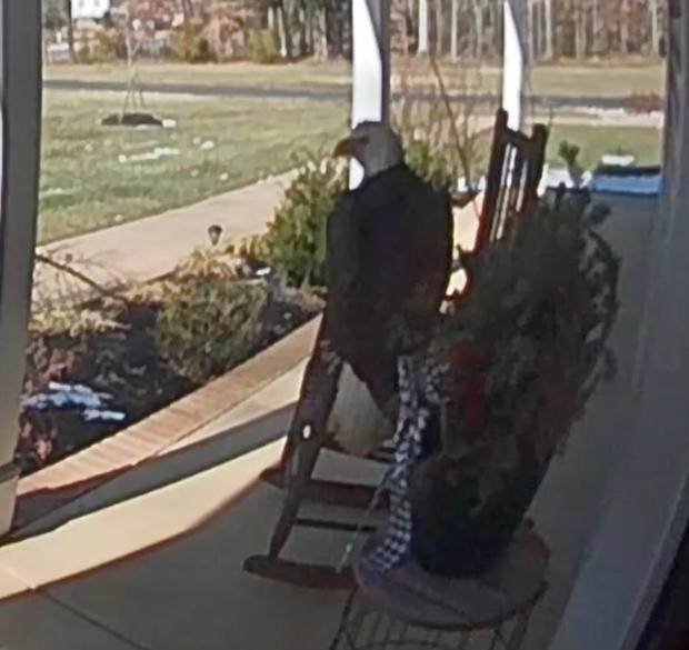 Bald eagle triggers Maryland Man's doorbell camera 
