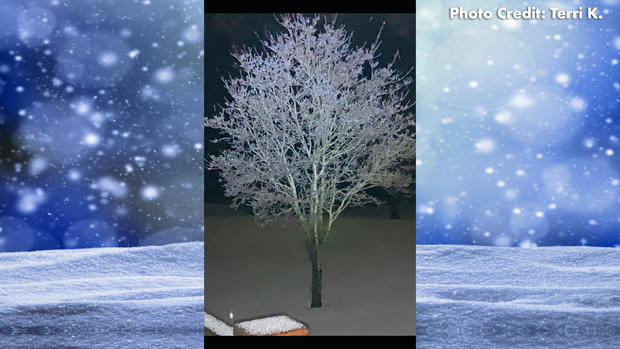 Icy-Tree.jpg 