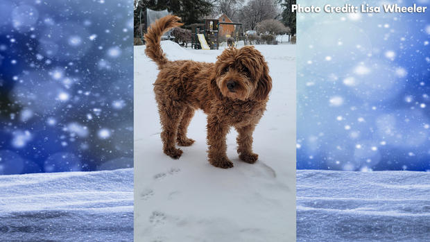Snow-Dog.jpg 