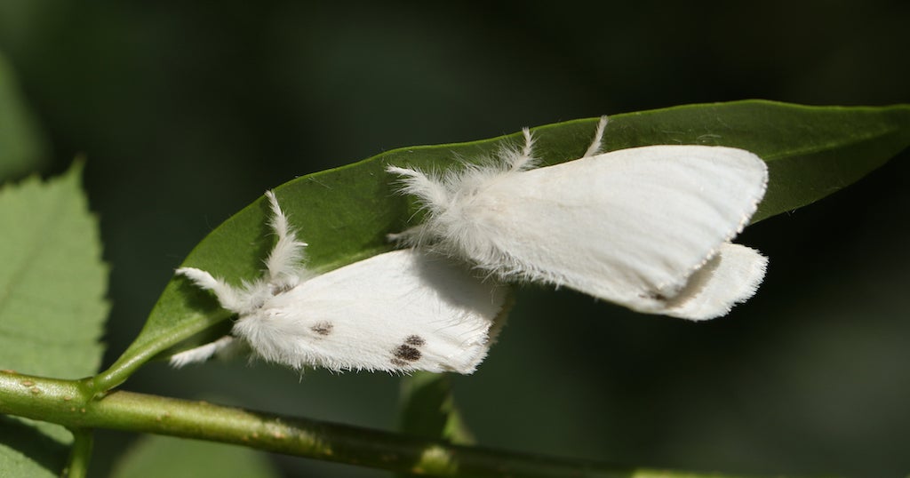 Maine Considering Giving Towns Money To Stop Rash-Causing Browntail ...