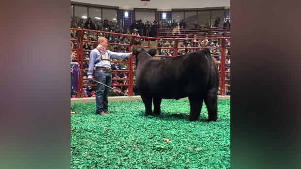 Tristan Himes and Grand Champ steer, Steve 