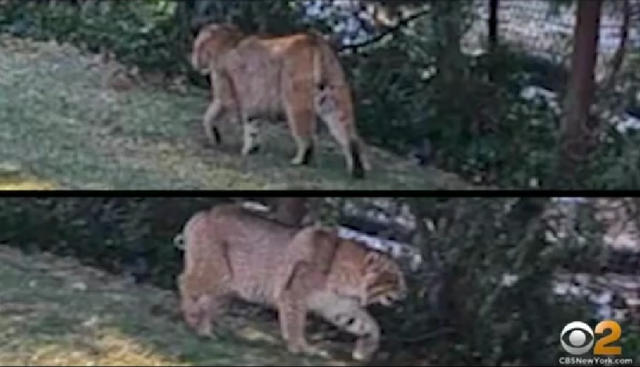 Pet bobcat escapes for seventh time, is on the loose in New Jersey – New  York Daily News