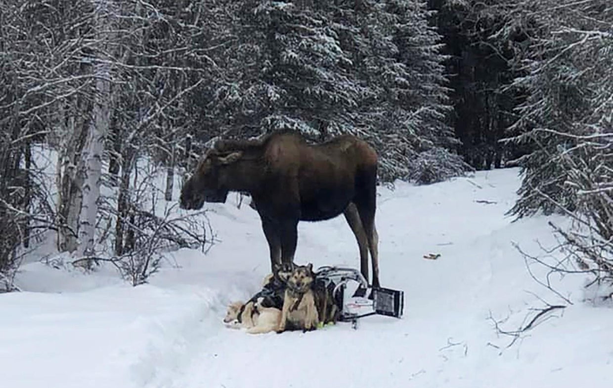 Moose attacks Iditarod sled team, seriously injuring 4 dogs "He trampled the team and then