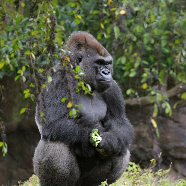 Dallas Zoo gorilla 