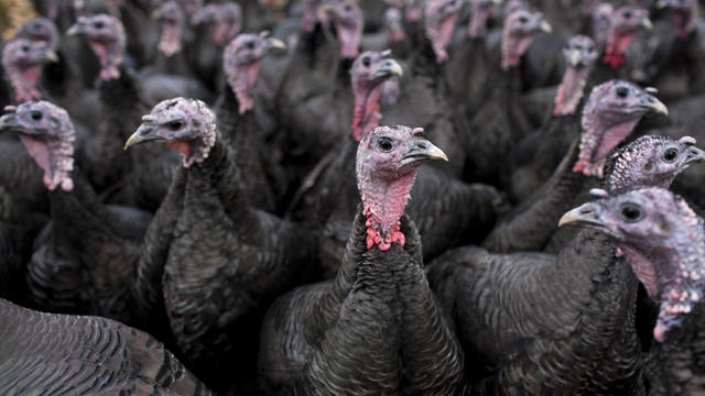 Bronze free-range turkeys 