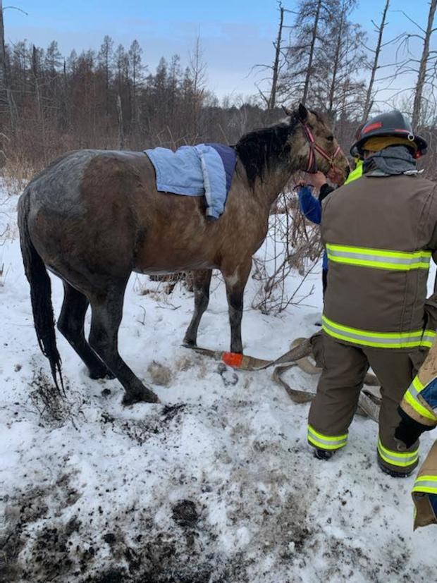 Horse rescued from water 