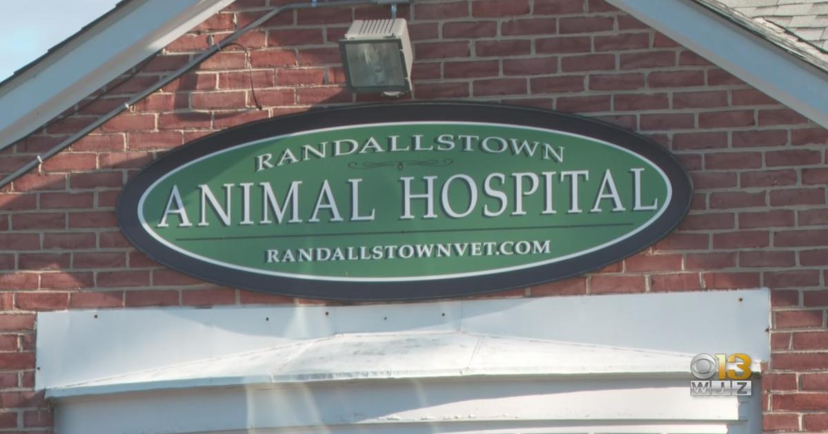 Baltimore County Veterinarian Seeing More Abandoned Animals On Doorstep -  CBS Baltimore