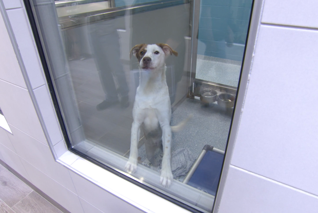 Adoptable dog at Garland Animal Shelter 