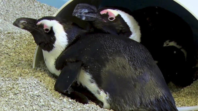 penguins-mating-1280.jpg 