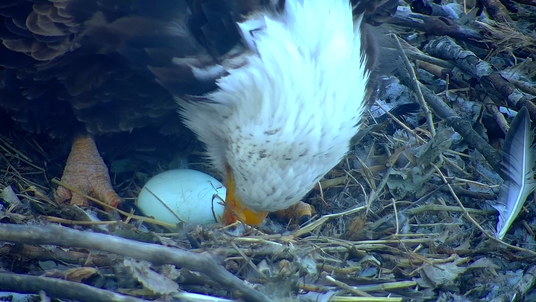 Eagle-Egg-Camera.png 