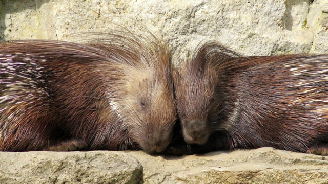 porcupines-895872-640x360.jpg 