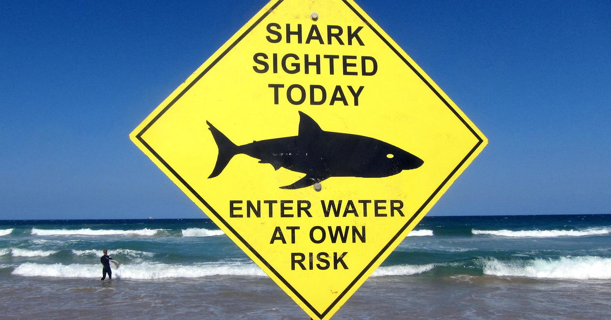 Shark population rebound doesn’t mean you should shun the shore