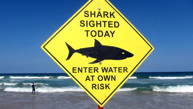 FILE PHOTO: A surfer carries his board into the water next to a sign declaring a shark sighting on Sydney's Manly Beach Australia 