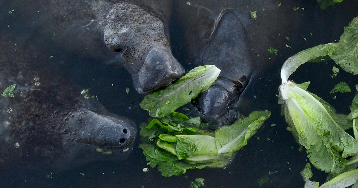 Lettuce once again on the Florida menu to sluggish manatee hunger