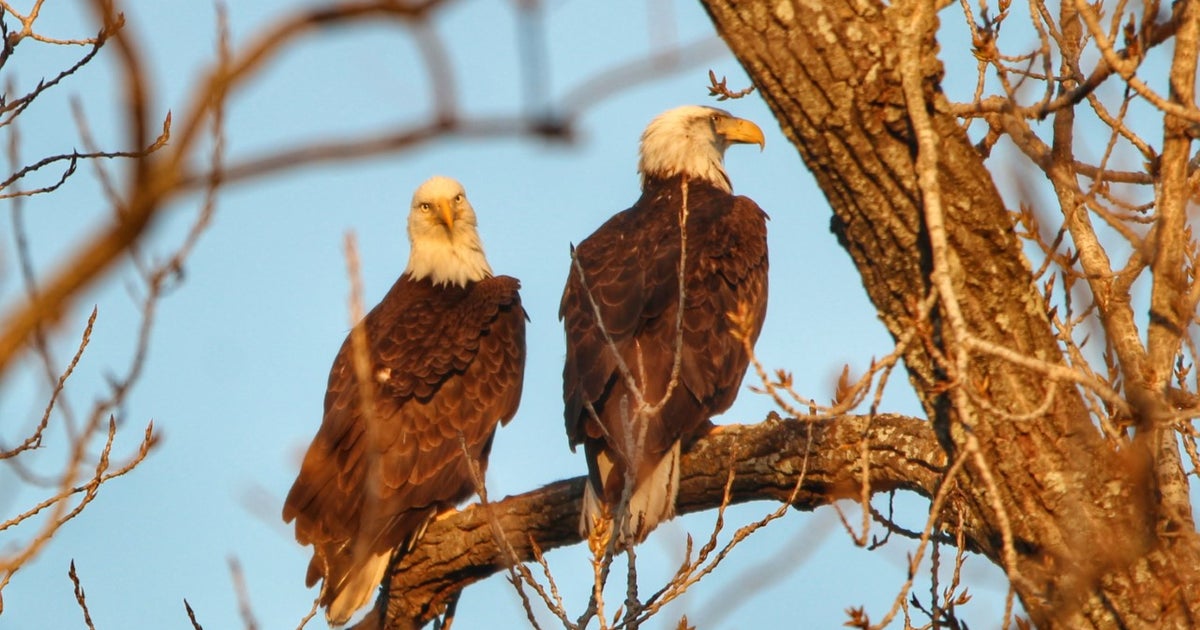 Bald Eagles Still At Dallas' White Rock Lake Day After Losing Nest To