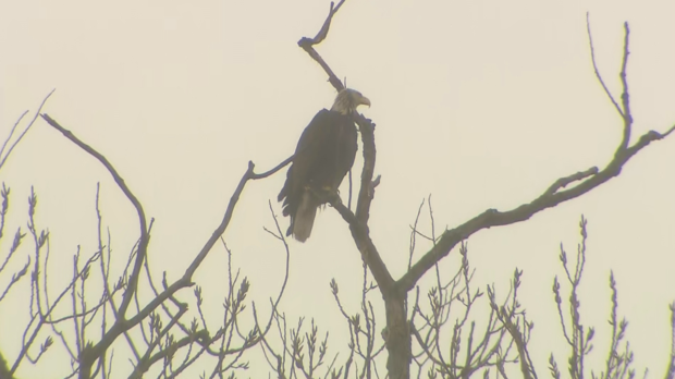 Bald eagle at White Rock Lake 