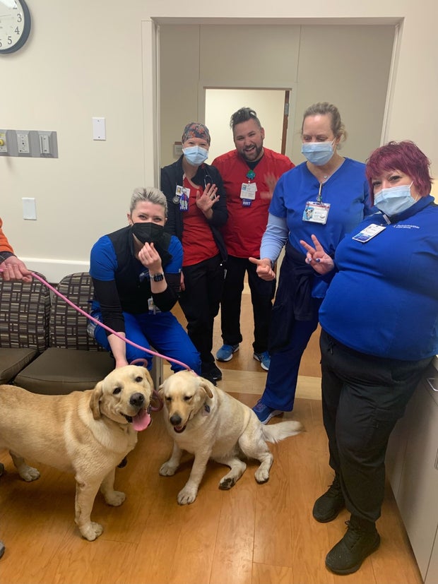 Labrador retrievers at Plano hospital 