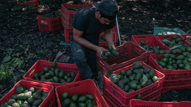 Avocados Huge Boom To Michoacan's Economy 