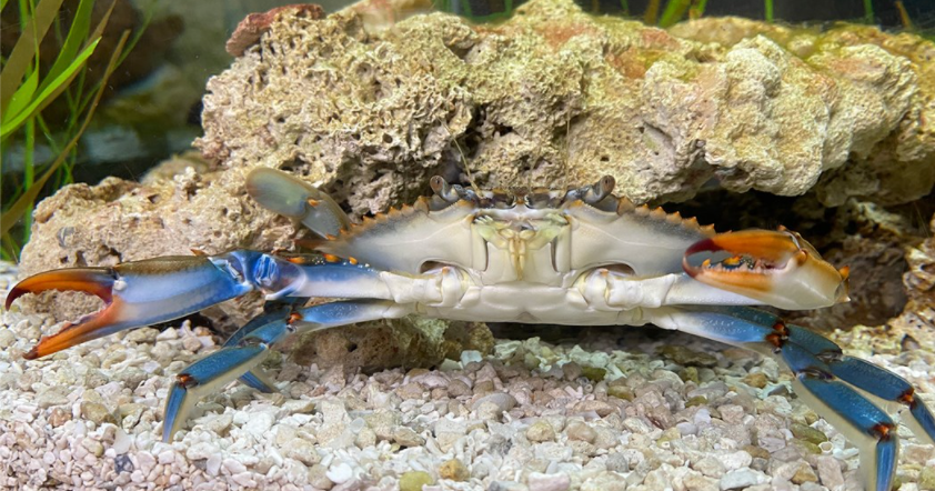 Crab Naming Contest At SEA LIFE - CBS Minnesota