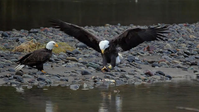 0220-eagles-sm-900686-640x360.jpg 