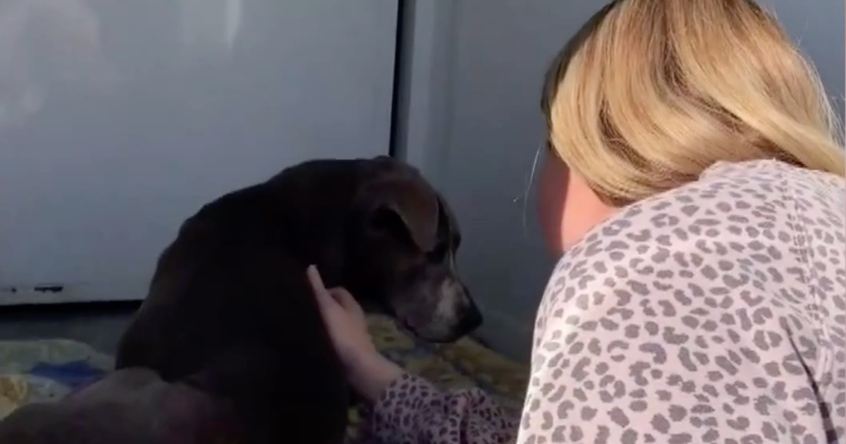 this-dog-went-missing-in-2010-nearly-12-years-later-she-was-found