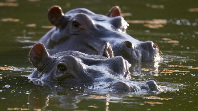 Colombia Hippos 