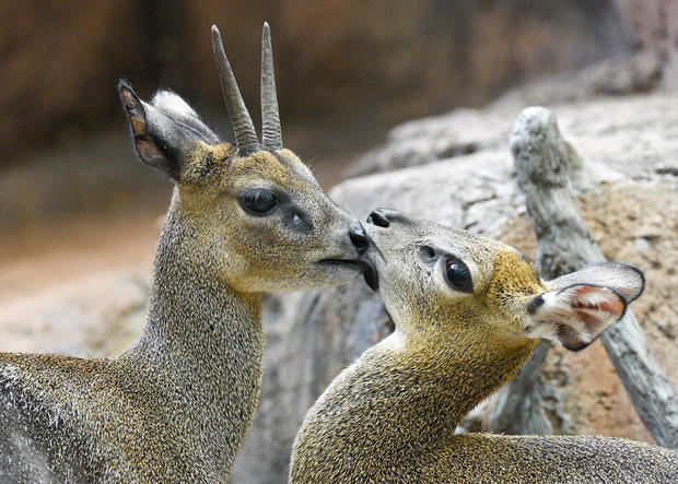 Yukon, Asali Klipspringer 