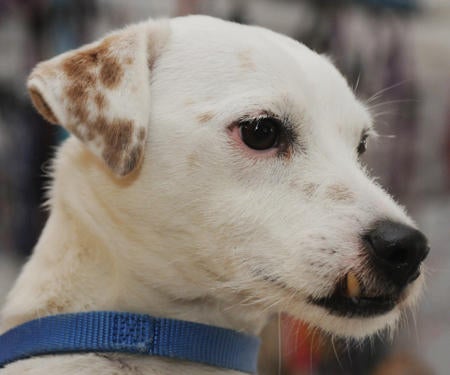 Photo  by Lauren A. Little March 2, 2010 ARL Pets of the Week  D18460- I'm a 5-year-old neutered male Jack Russell named Pepper. 