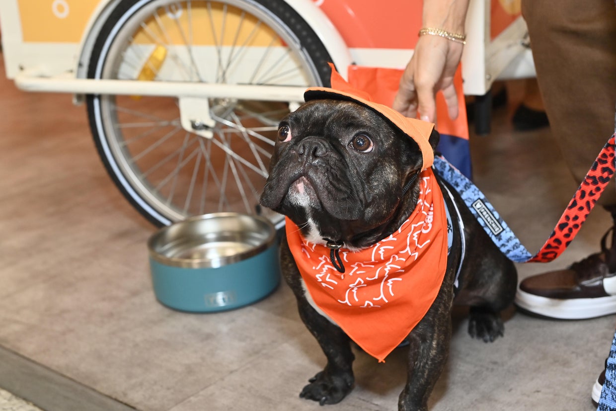 Canidae's Puppy Playdate Event Celebrating The Launch Of Its First Kibble Refill Station 