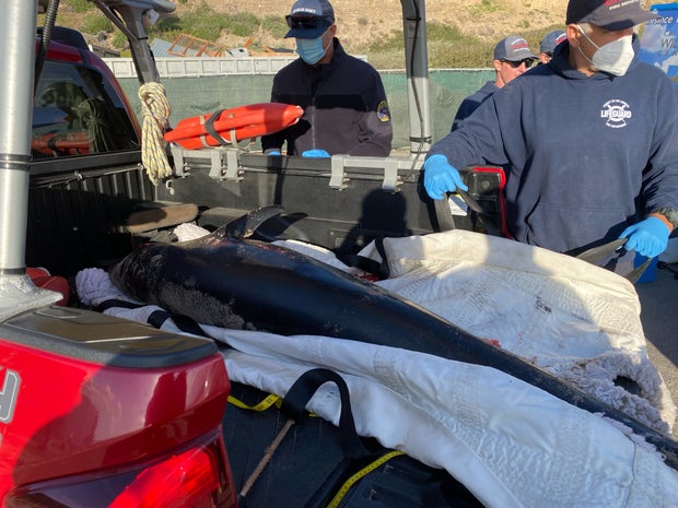 injured dolphin 