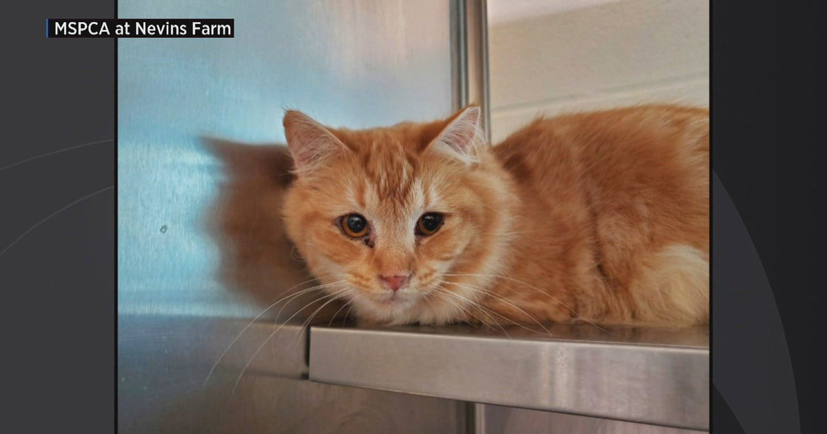 Dozens Of Rescued Cats Up For Adoption At Nevins Farm In Methuen CBS