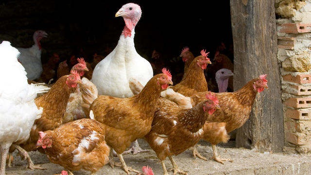 Free-Range Turkeys and Hens, Gascony, France 