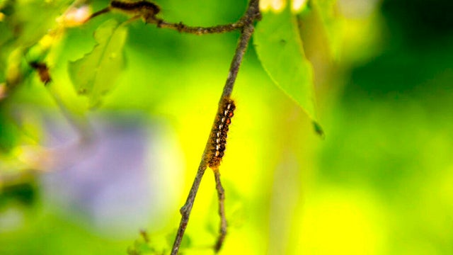 Climate Change-Invasive Moth 