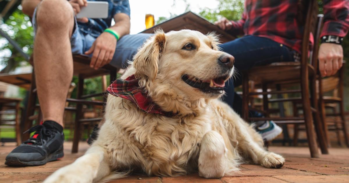 Starkville seeks to legally protect restaurants that allow dogs on patios -  The Dispatch