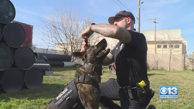 k9-bulletproof-vests.jpeg 