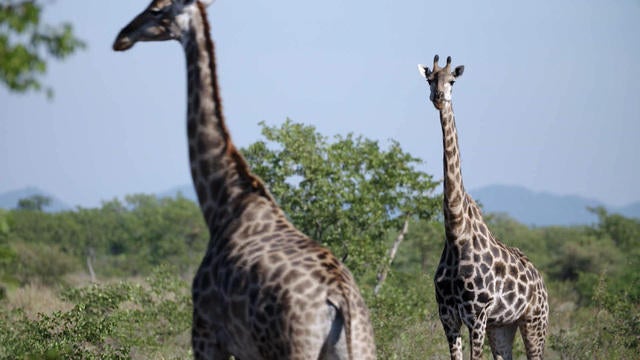 new-trophyhunting-thumbnail-565385-910499-640x360.jpg 