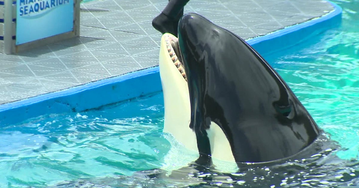 Lolita’s remains returned to Washington point out wherever Lummi Nation will fork out tribute to whale Lolita’s remains returned to Washington point out wherever Lummi Nation will fork out tribute to whale