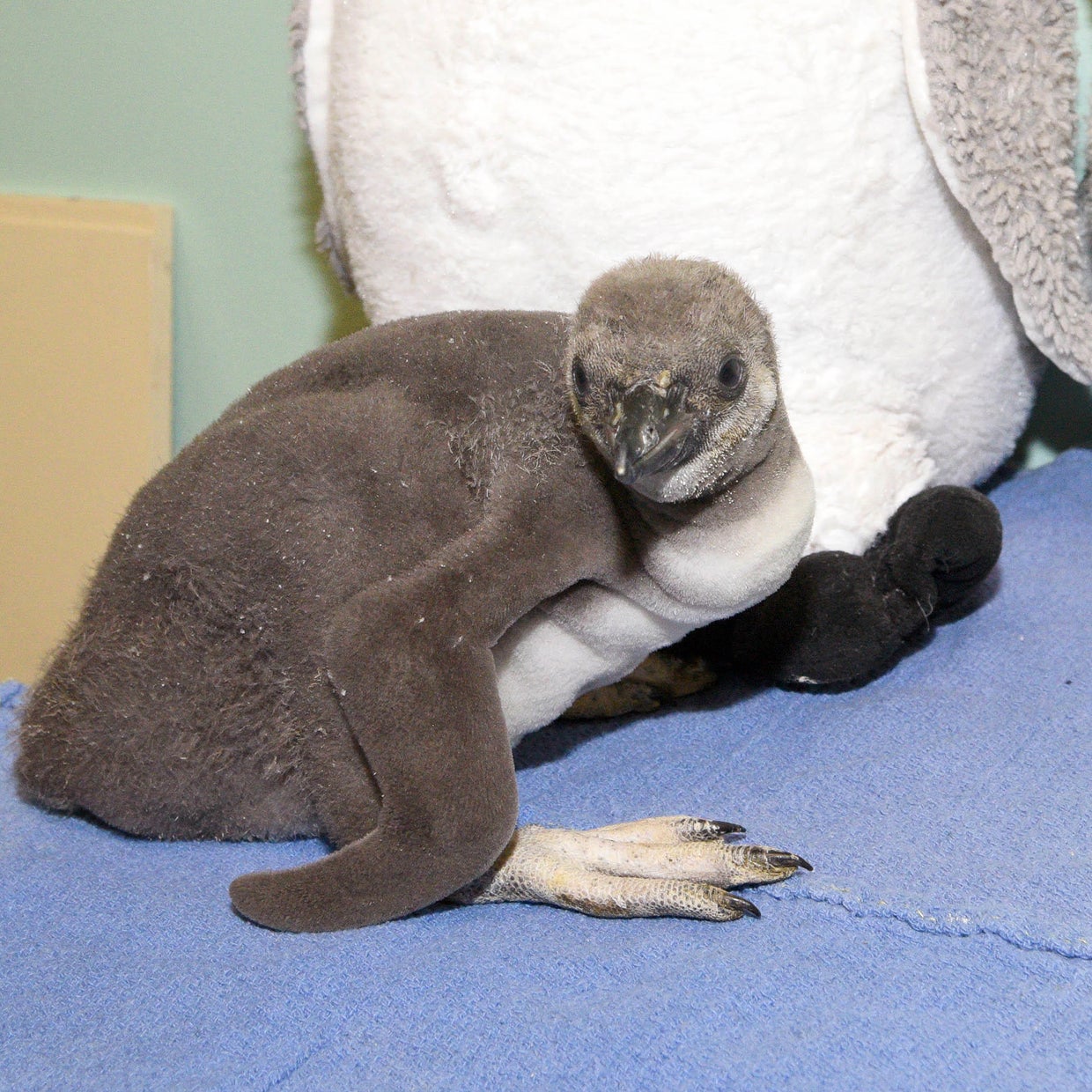 Brookfield Zoo welcomes new Humboldt penguin hatchling - CBS Chicago
