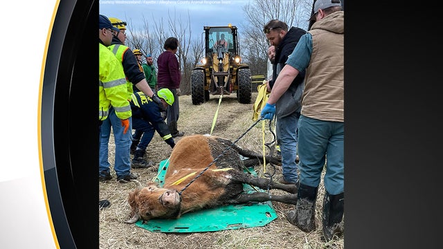 cow-rescue.jpg 