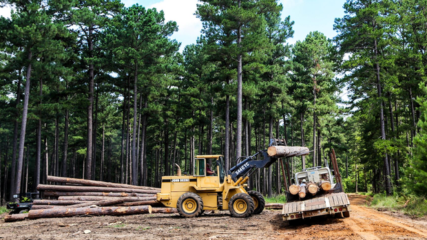 Forest Service arrest - timber theft 