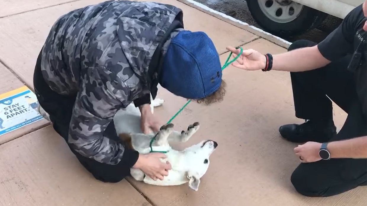 dog reunited 
