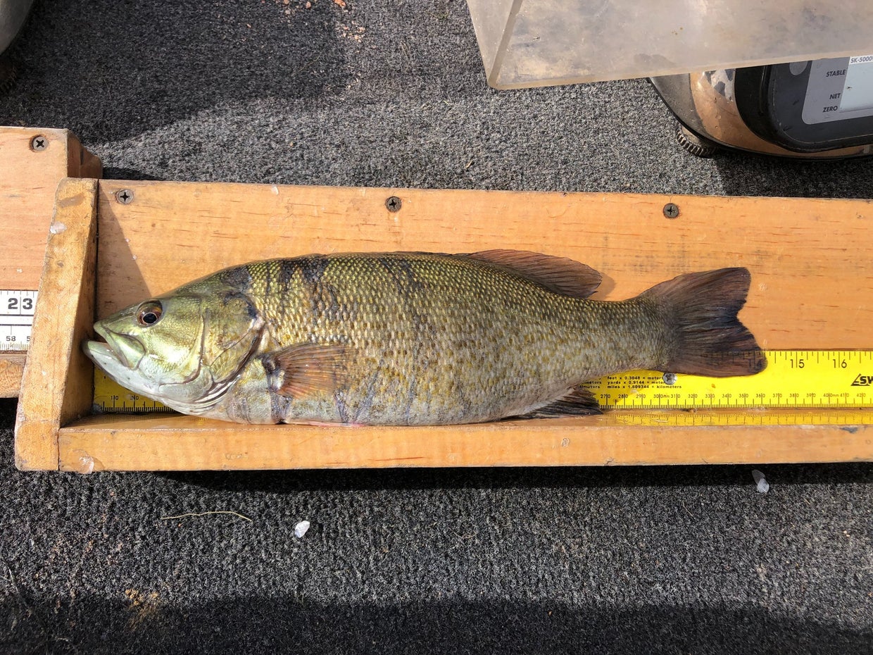 Walleye, Rainbow Trout Dominate State Fish Survey At Chatfield