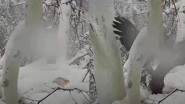 bald-eagle-shakes-off-snow.jpg 