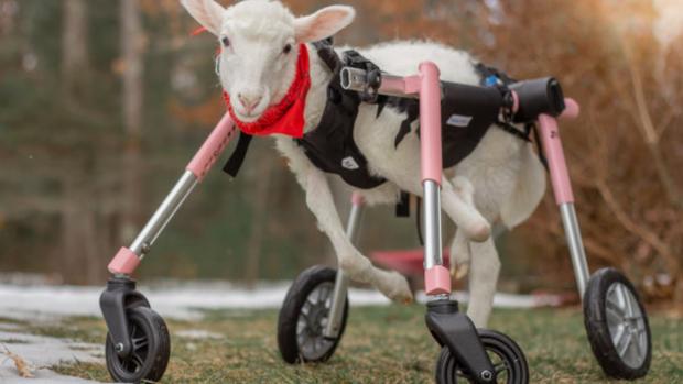 Lamb Wheelchair 