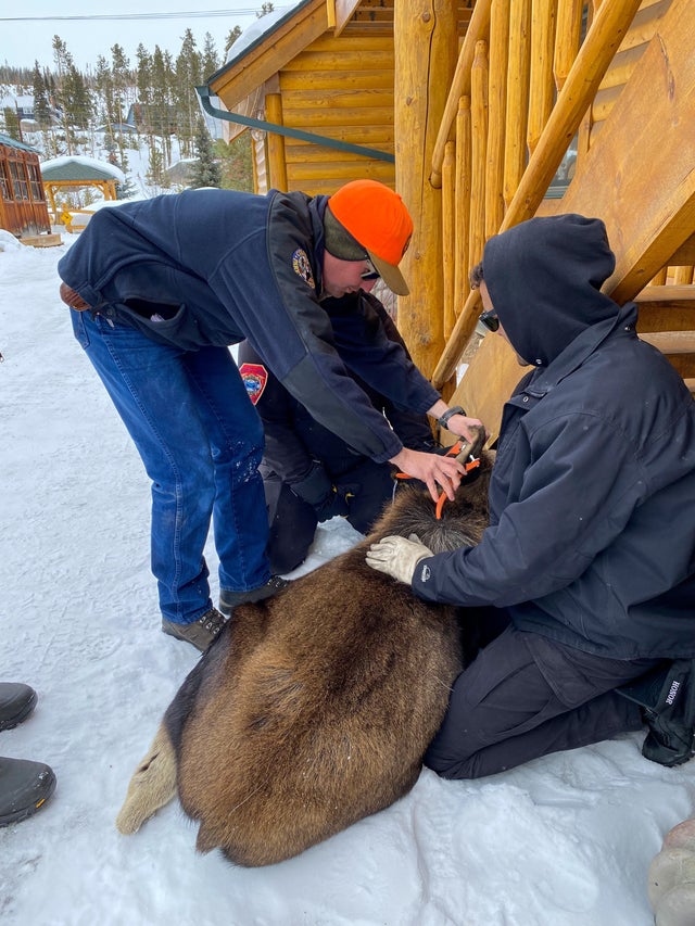 Give Moose Some Space 2 (CPW)