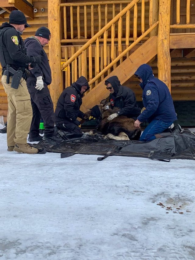 Give Moose Some Space 1 (CPW)